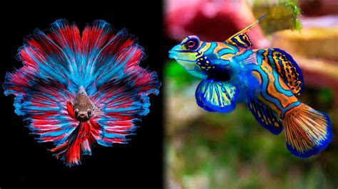 beautiful fish|25 Most Beautiful Fish in the World (With Pictures).